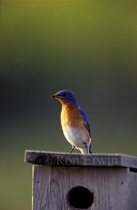 Male Eastern Bluebird