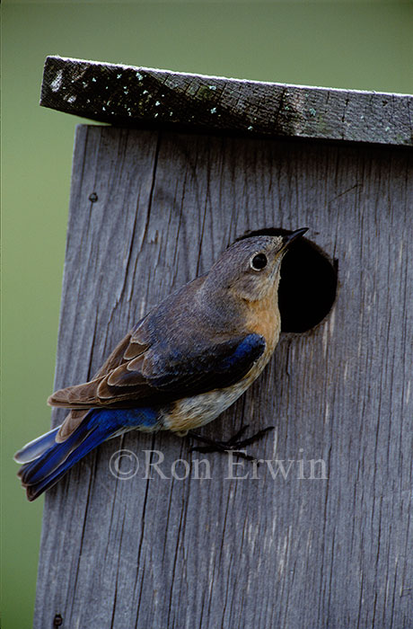 Female Eastern Bluebird