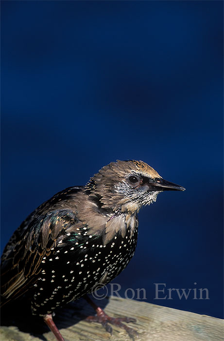 European Starling