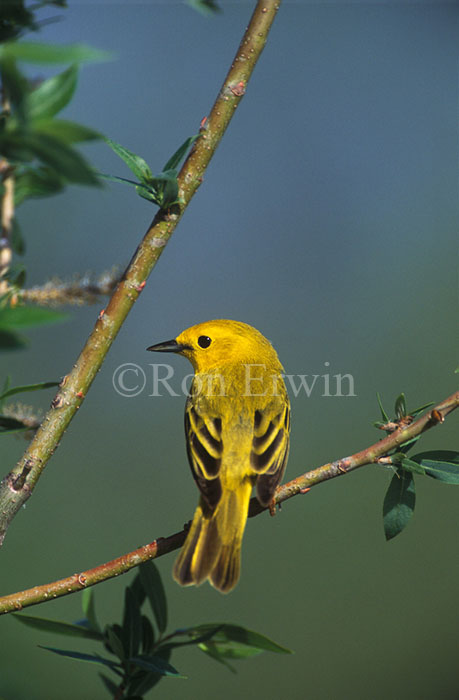 Yellow Warbler