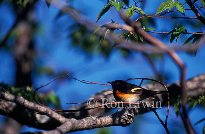 Male Redstart