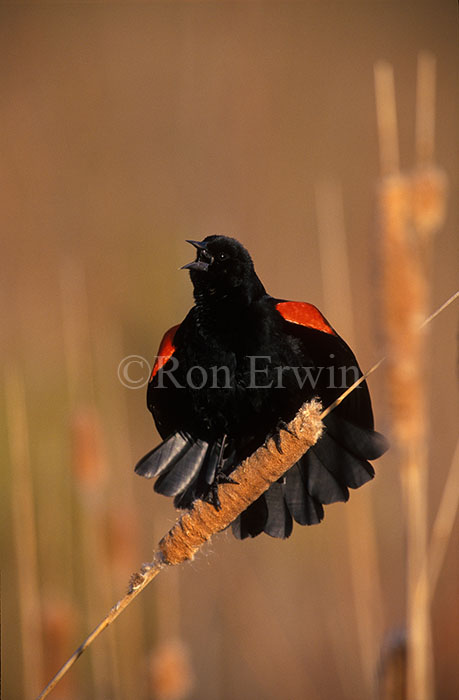 Red-winged Blackbird