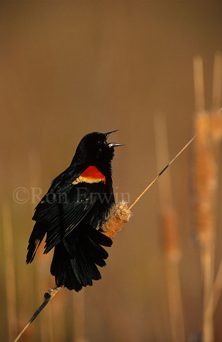 Male Red-winged Blackbird