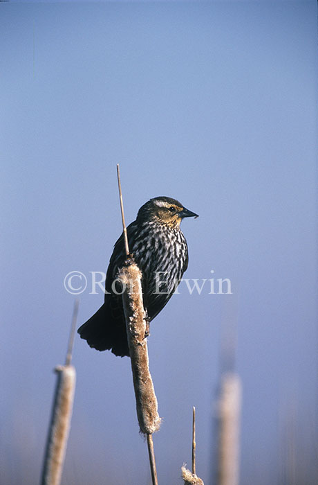 Female Red-winged Blackbird