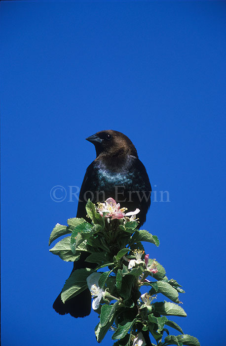 Cowbird