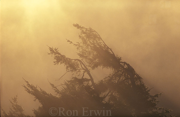 Tree in Mist