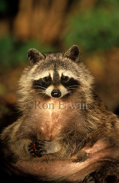 Common Raccoon