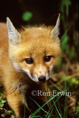 Red Fox Pup