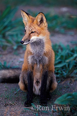 Red Fox