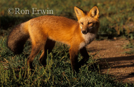 Red Fox