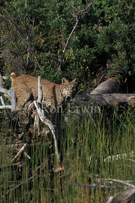 Bobcat
