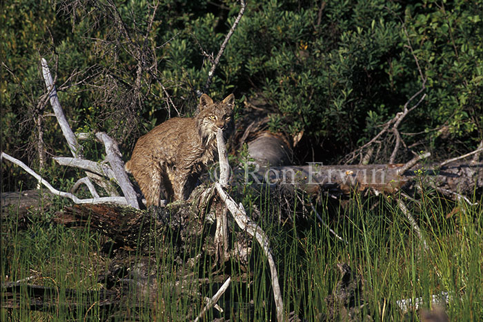 Drenched Bobcat