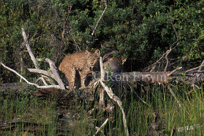 Wet Bobcat