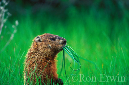 Groundhog