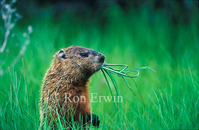 Groundhog