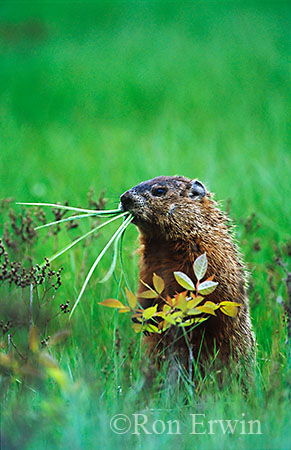 Groundhog