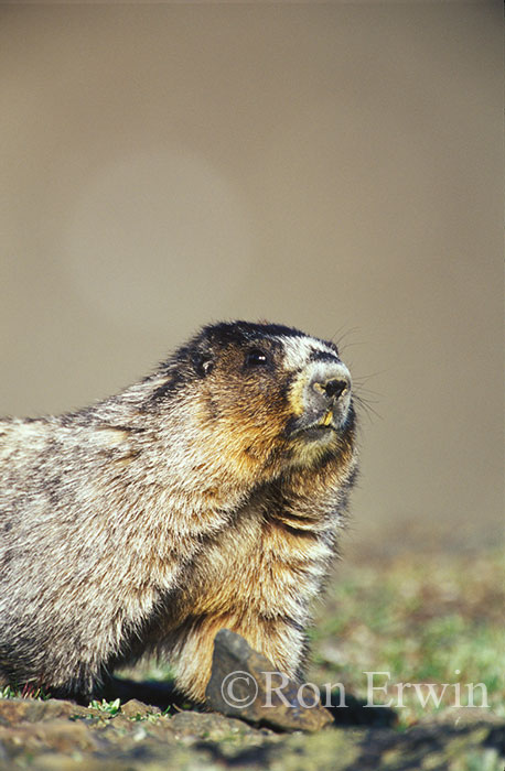 Hoary Marmot