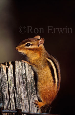 Eastern Chipmunk