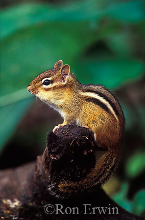 Eastern Chipmunk