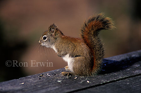 Red Squirrel