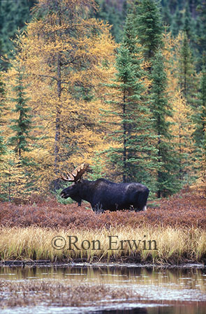 Bull Moose in Fall