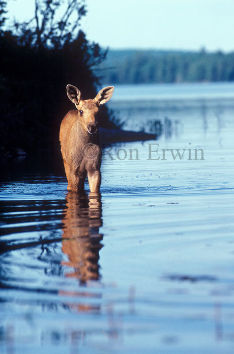 Calf Moose
