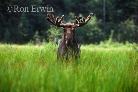 Bull Moose