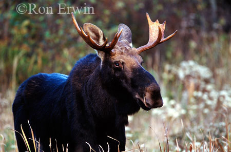Bull Moose