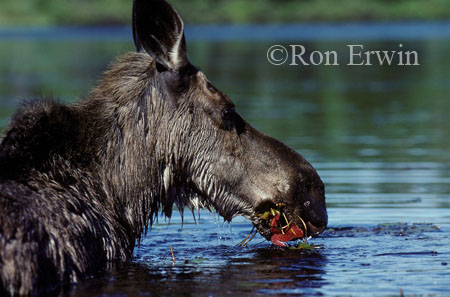 Cow Moose