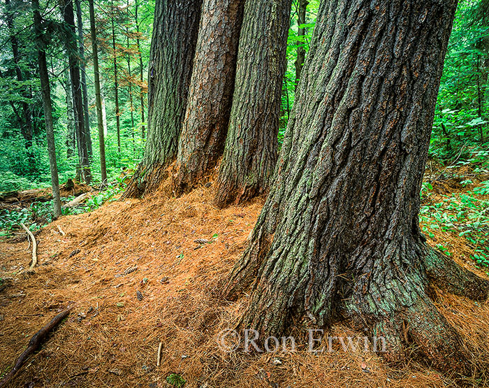 Four Sentinels, ON