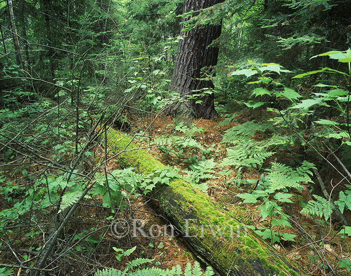 Downed Log in Temagami, ON