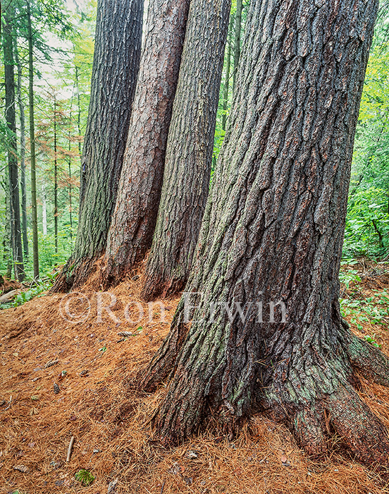 The Four Sentinels, ON