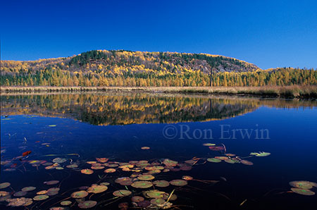 Algonquin Autumn