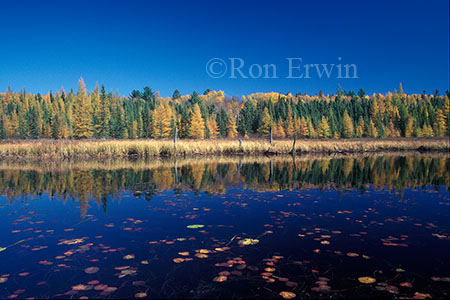 Algonquin Autumn