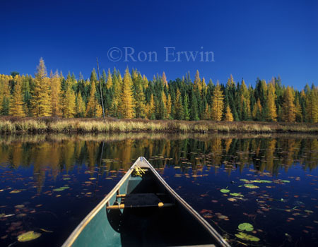 Algonquin Autumn