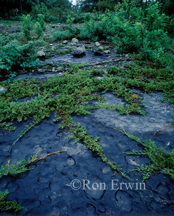 Pavement Alvar