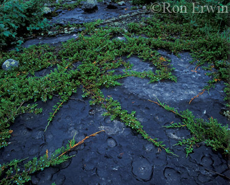 Pavement Alvar