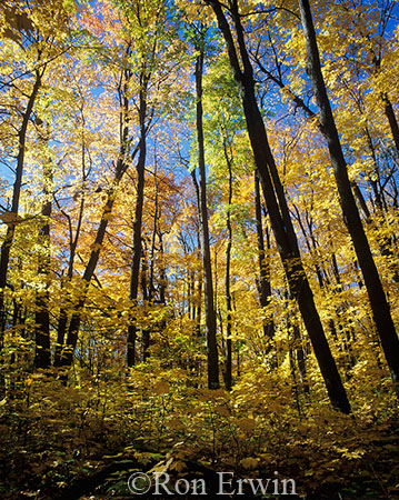 Ontario Autumn