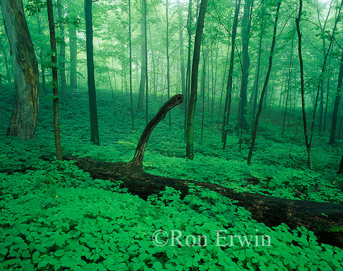Southern Ontario Woods