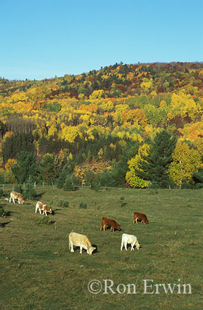 Cattle Grazing in Fall