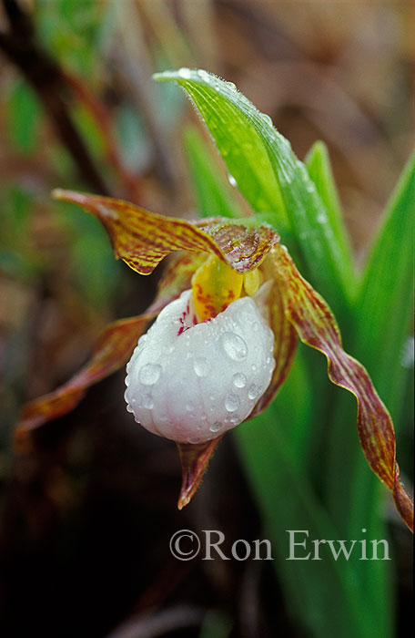 Small White Lady's Slipper