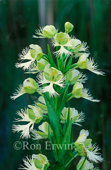 Western Prairie Fringed-orchid