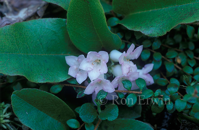 Trailing Arbutus
