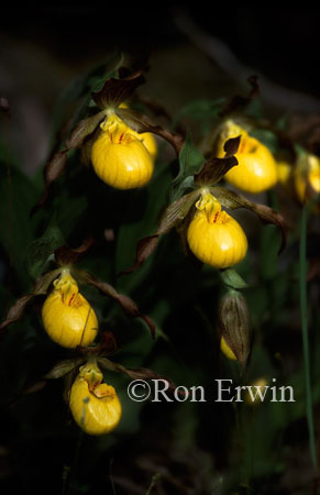 Yellow Lady's Slippers