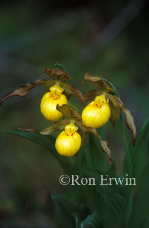 Yellow Lady's Slippers