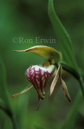 Ram's Head Lady's Slipper