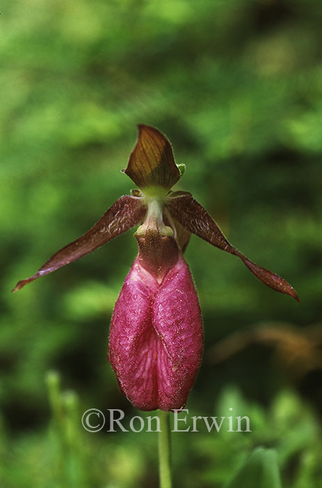 Moccasin Flower