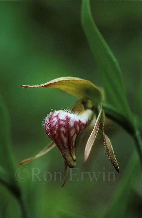 Ram's Head Lady's Slipper