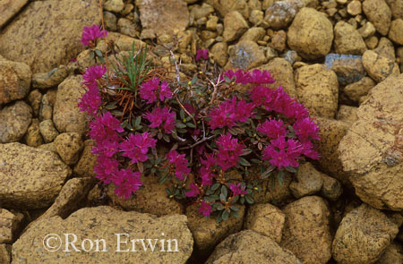 Lapland Rosebay