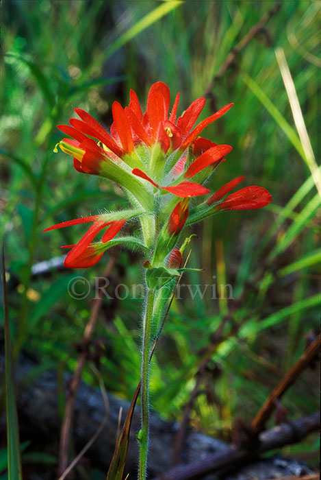 Indian Paintbrush